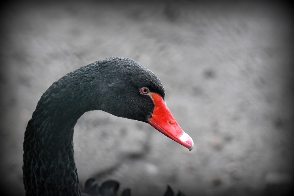 Black swan by rosiekind