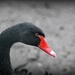 Black swan by rosiekind