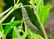 23rd Feb 2017 - Monarch caterpillar 
