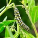 Monarch caterpillar  by orchid99