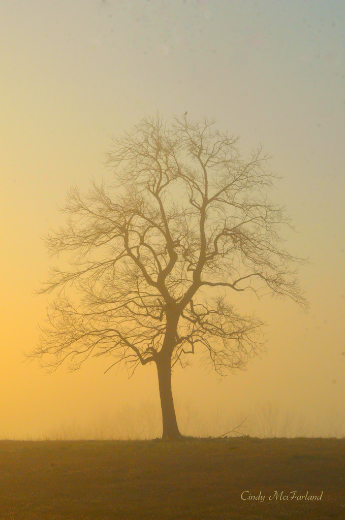Foggy Morning Sunrise by cindymc