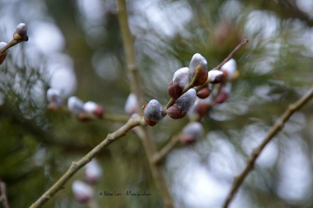 Willow's buds by parisouailleurs