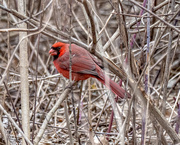 23rd Feb 2017 - Northern Cardinal