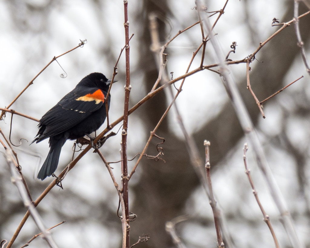 Red Winged Blackbird by rminer