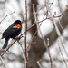Red Winged Blackbird by rminer