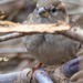 House Sparrow Portrait by rminer