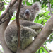 only half awake by koalagardens