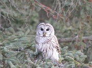 23rd Feb 2017 - Beautiful Barred Owl