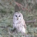 Beautiful Barred Owl by frantackaberry