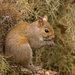 Squirrel in the Moss! by rickster549