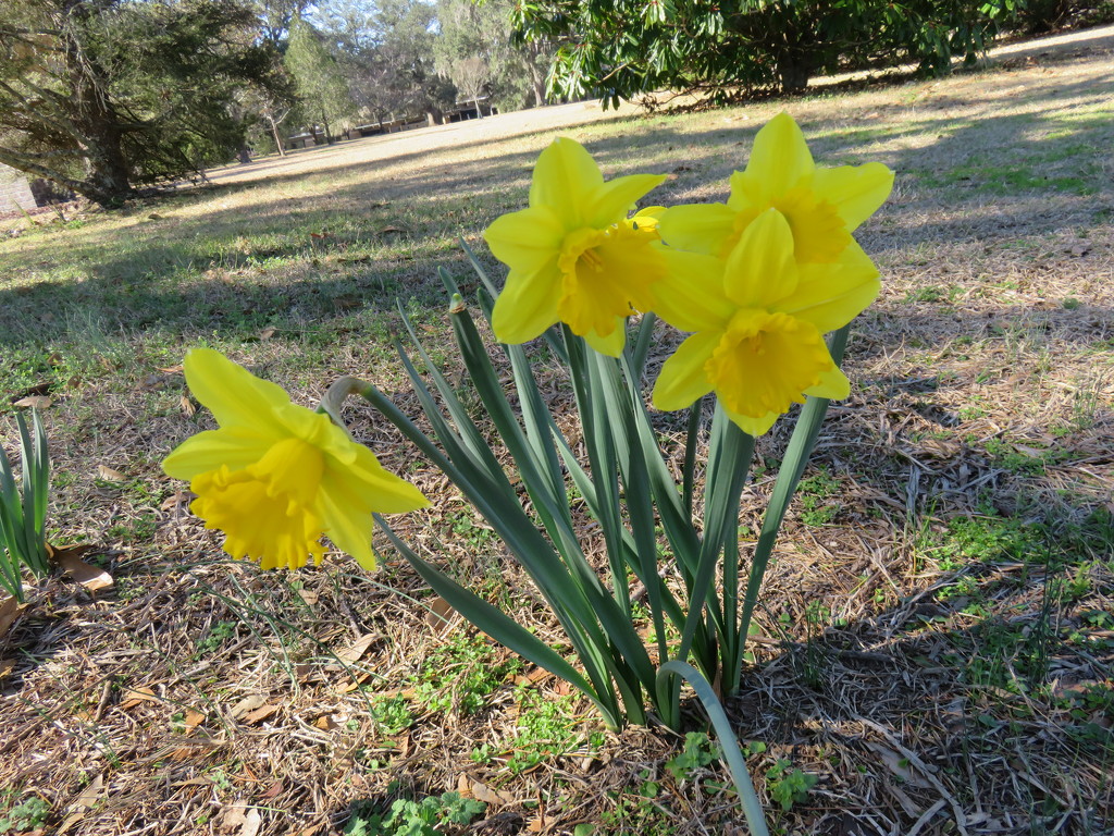 Daffodils at Brookgreen Garden, South Carolina by harrowjet