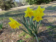 1st Feb 2017 - Daffodils at Brookgreen Garden, South Carolina