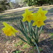 Daffodils at Brookgreen Garden, South Carolina by harrowjet