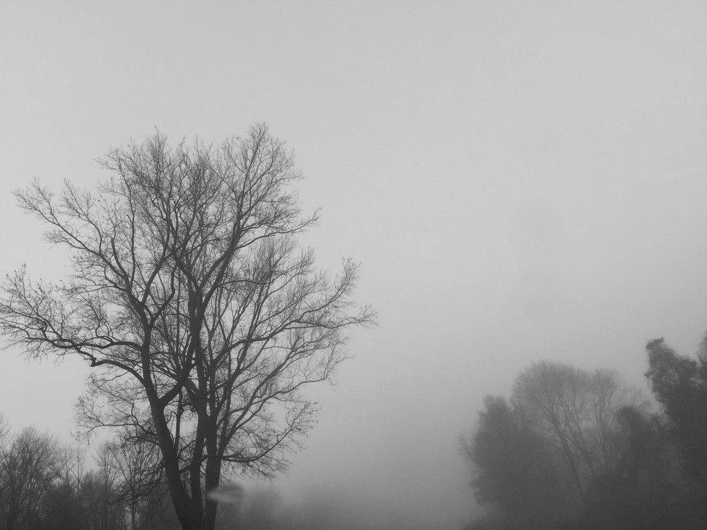 Day 176:  Foggy Commute by sheilalorson