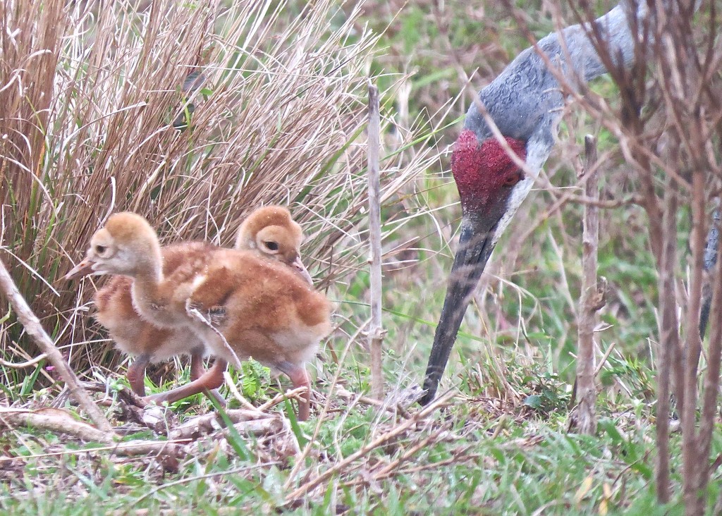 Sandhill Crane and Chicks by rob257
