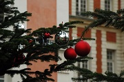 23rd Dec 2010 - Christmas trees in the Marais