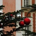 Christmas trees in the Marais by parisouailleurs