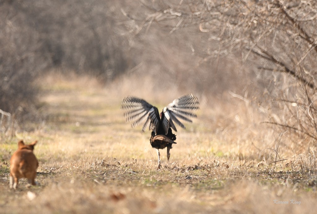 Run, Tom, Run! by kareenking