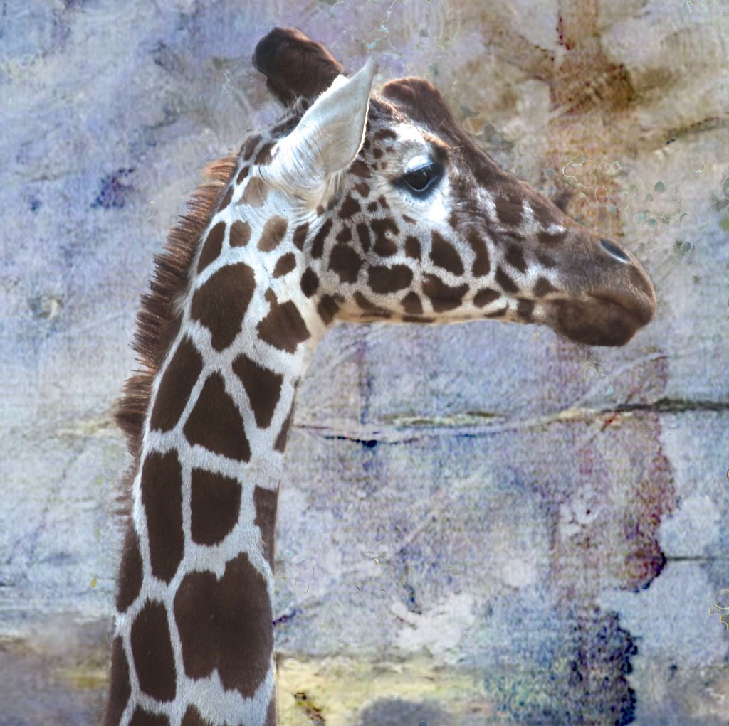 The Thoughtful Giraffe by joysfocus
