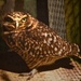 Burrowing Owl Giving Me The Stink Eye by joysfocus