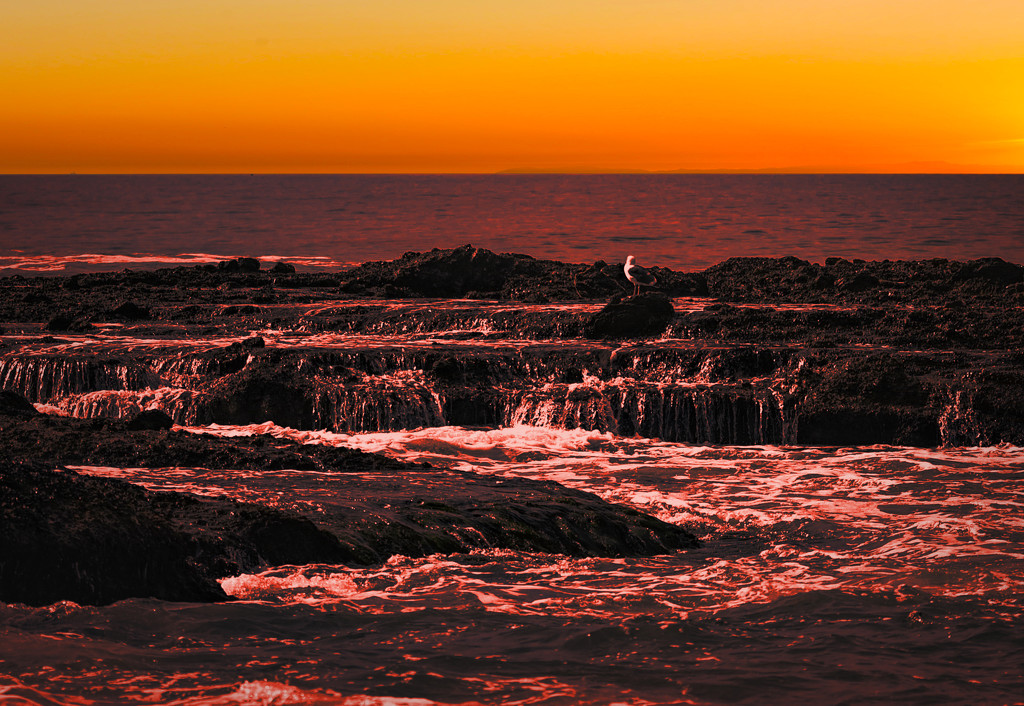 Red Sea At Night - Seagull's Delight by stray_shooter