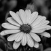 February Theme - It's all about BLACK & WHITE! by gigiflower
