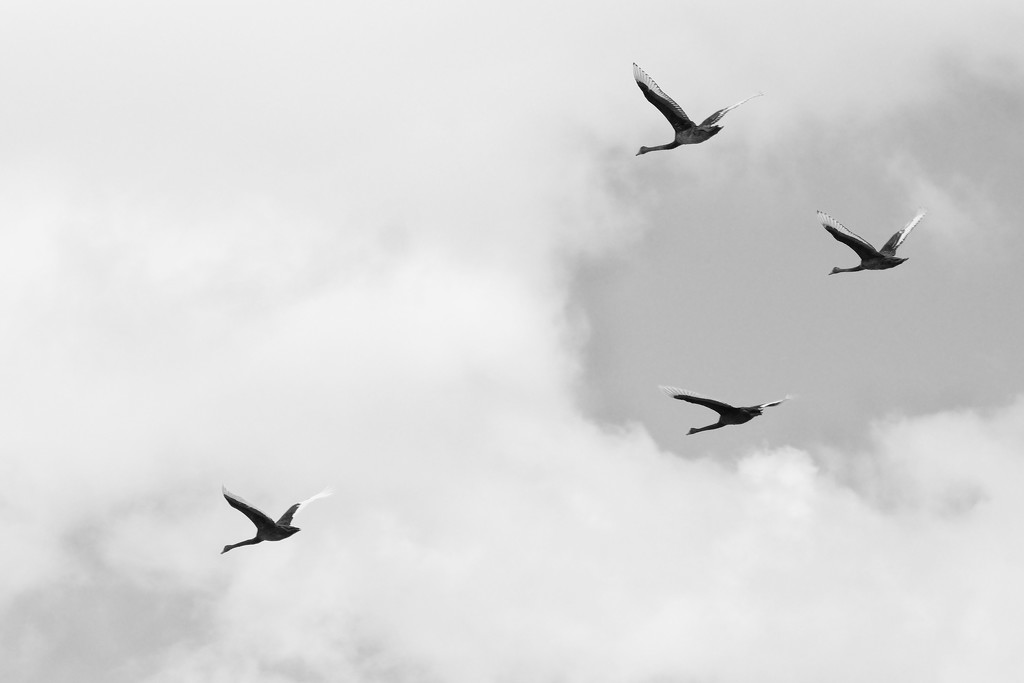 Flying geese by dkbarnett