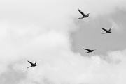 24th Feb 2017 - Flying geese