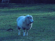 24th Feb 2017 - Sheep in the early morning