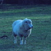 Sheep in the early morning by 365anne