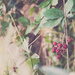 Wild berries by nicolecampbell