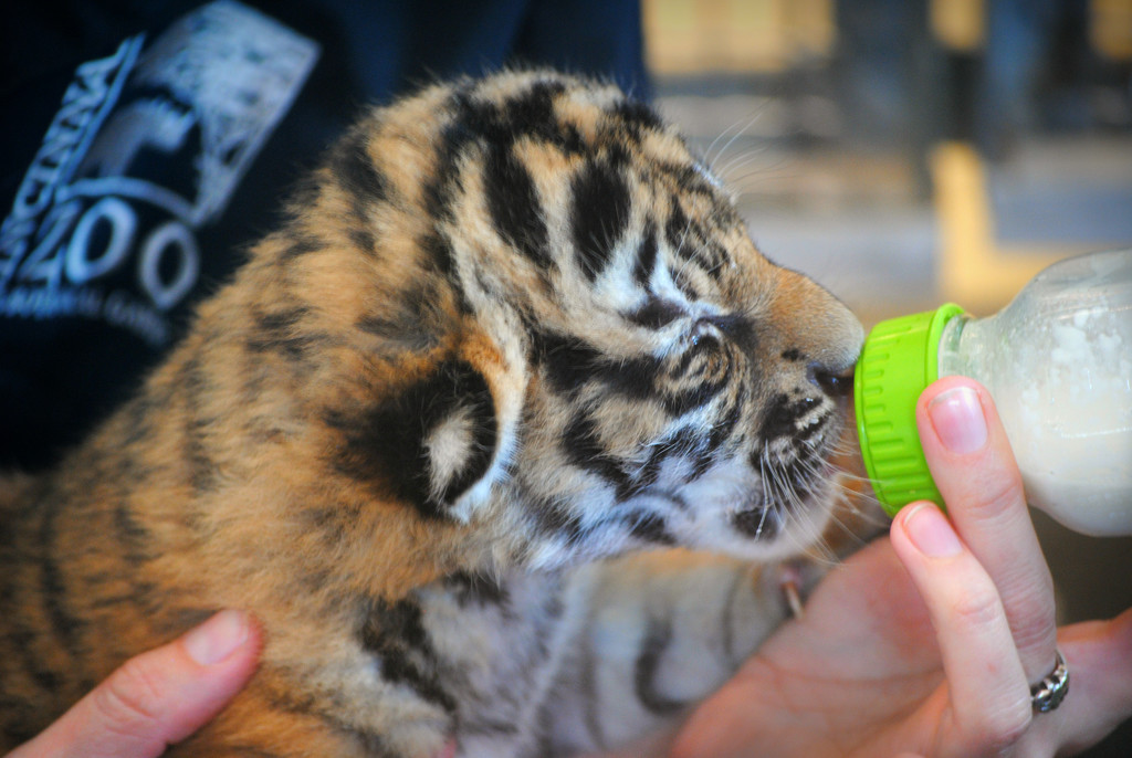 Bottle Feeding Baby Bengals by alophoto