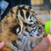Bottle Feeding Baby Bengals by alophoto