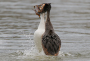 24th Feb 2017 -  Great Crested Grebe Dance
