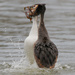  Great Crested Grebe Dance by padlock