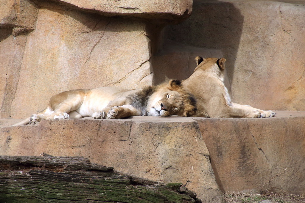 Tired Lions by randy23