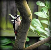 24th Feb 2017 - Woodie woodpecker