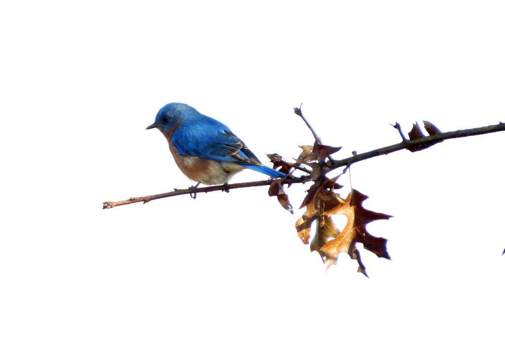  A BLUE Bluebird by milaniet