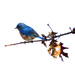  A BLUE Bluebird by milaniet