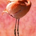  If I Can't See You, You're Not There..................Happy Flamingo Friday! by joysfocus