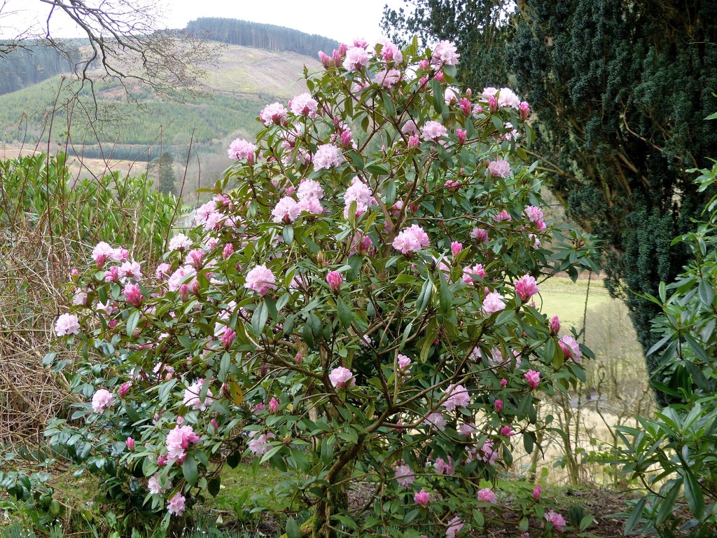  Rhododendron in February!! by susiemc