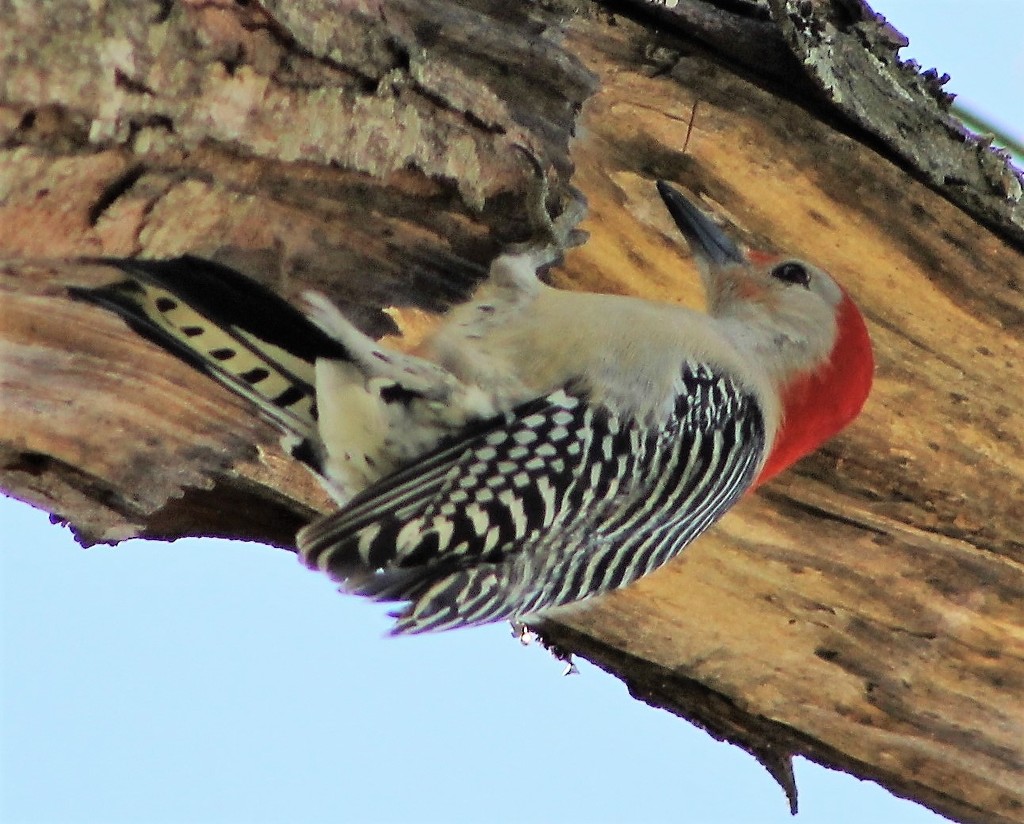 How To Hide A Woodpecker by cjwhite