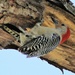 How To Hide A Woodpecker by cjwhite