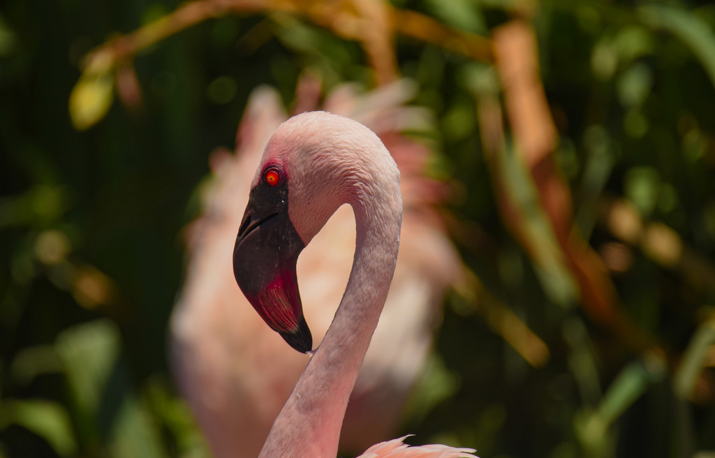 Flamingo Friday - 026 by stray_shooter