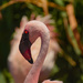 Flamingo Friday - 026 by stray_shooter