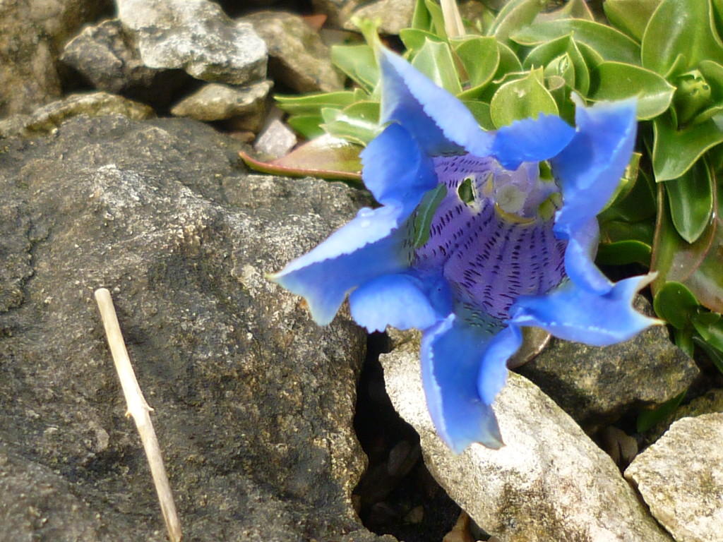 Gentian  by countrylassie