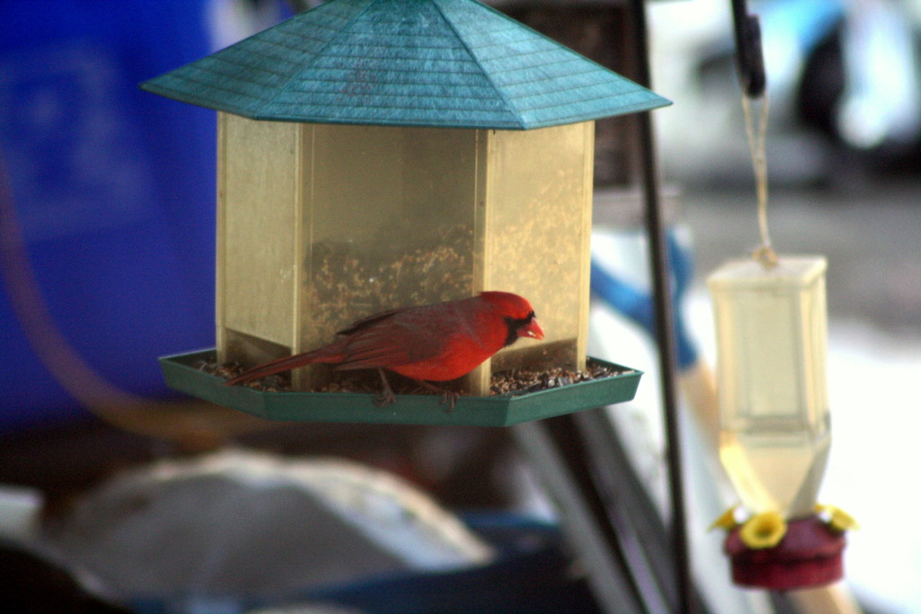 Cardinal by bruni