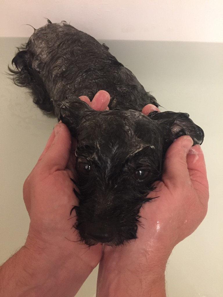 Smoky dog baths  by annymalla