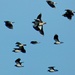 Passing Lapwings by julienne1