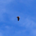 Bald Eagle Over Ocean County by swchappell